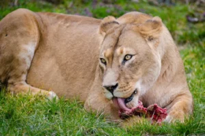 do lions eat fish, lioness eating on the grass
