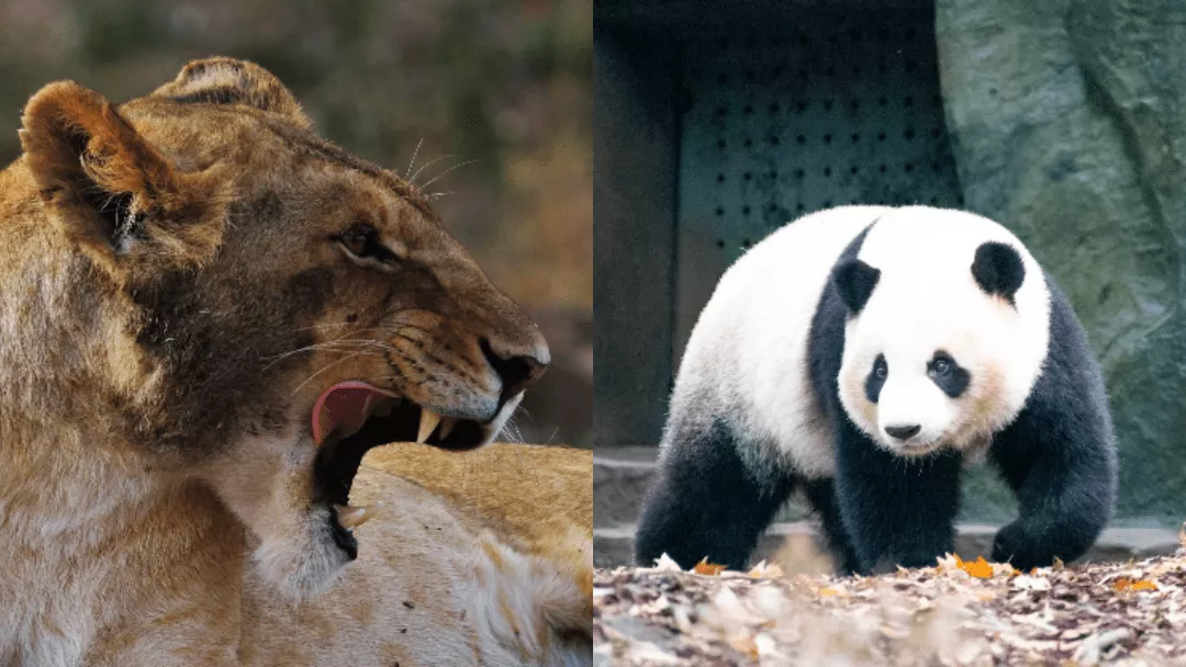 can a lion kill a panda, lion vs panda