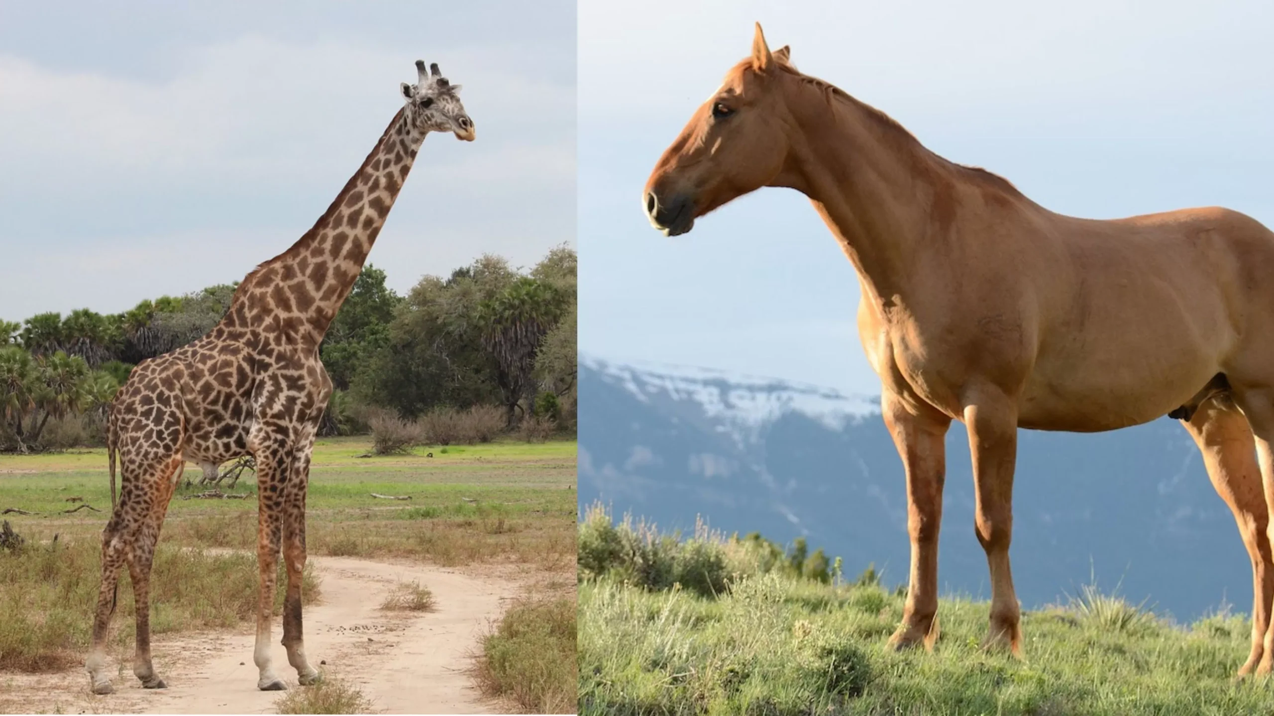 are giraffes related to horses, giraffe vs horse