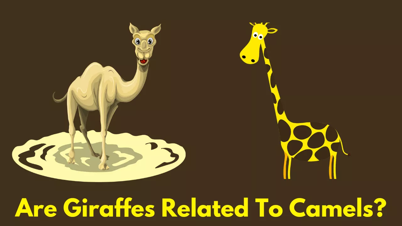 are giraffes related to camels