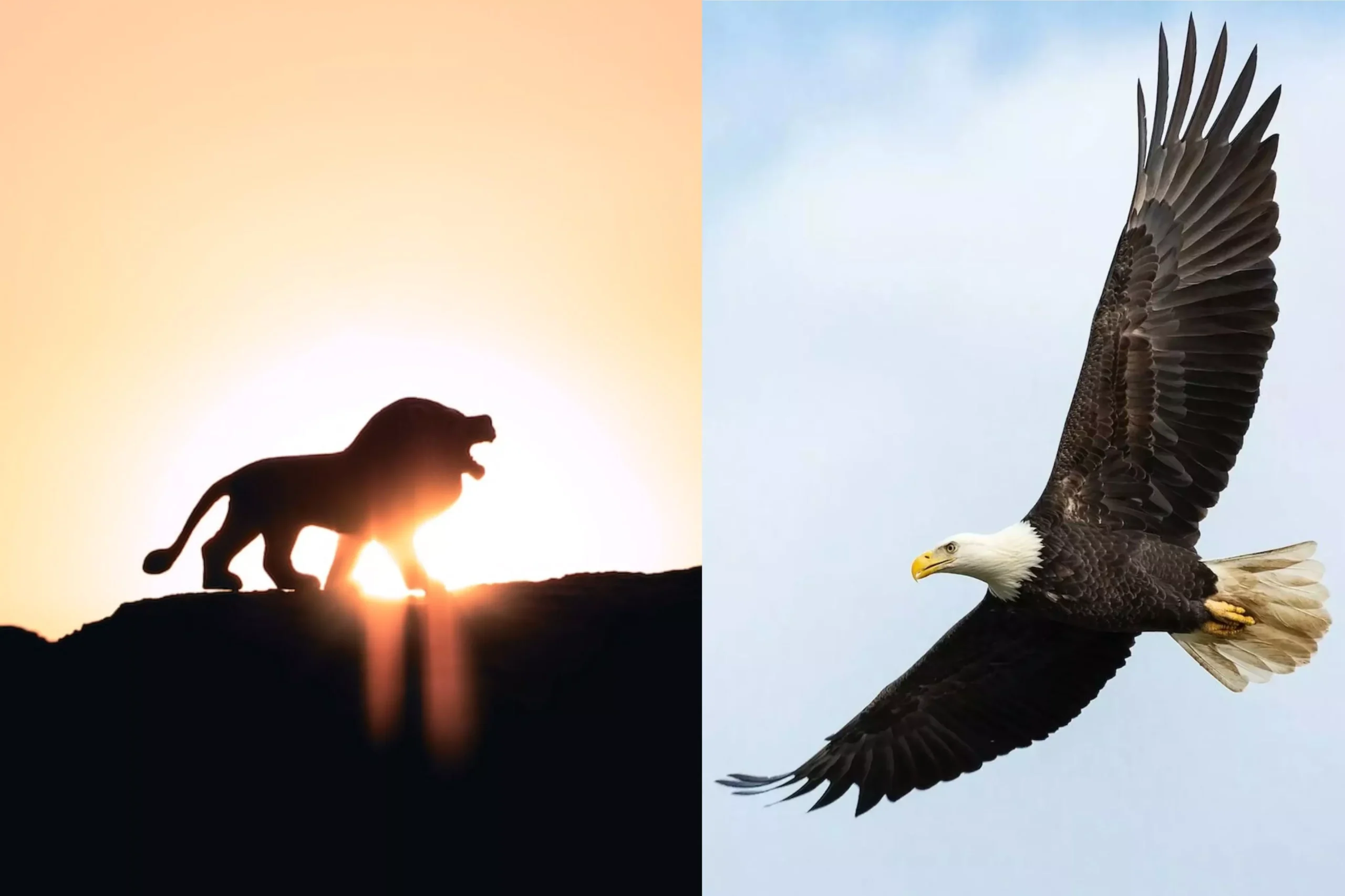 do lions eat eagles. lion vs eagle