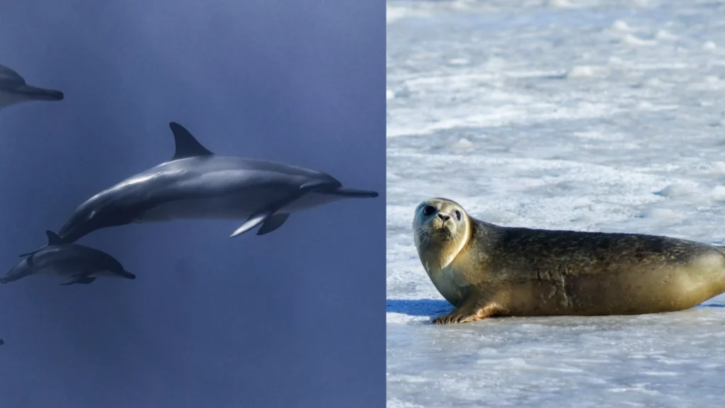 Do Dolphins Eat Seals? Do Orcas Eat Seals?