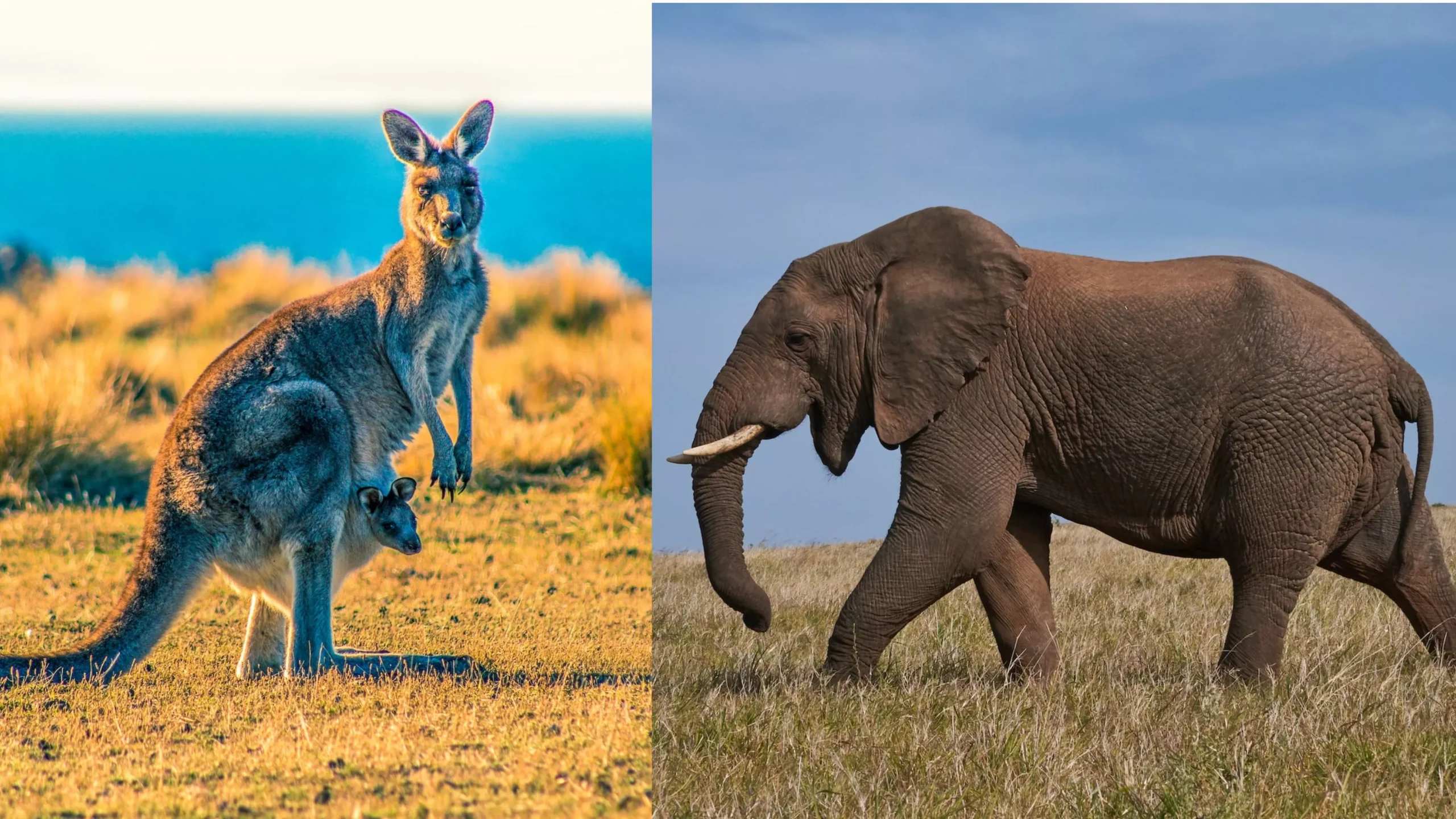 do elephants eat kangaroos