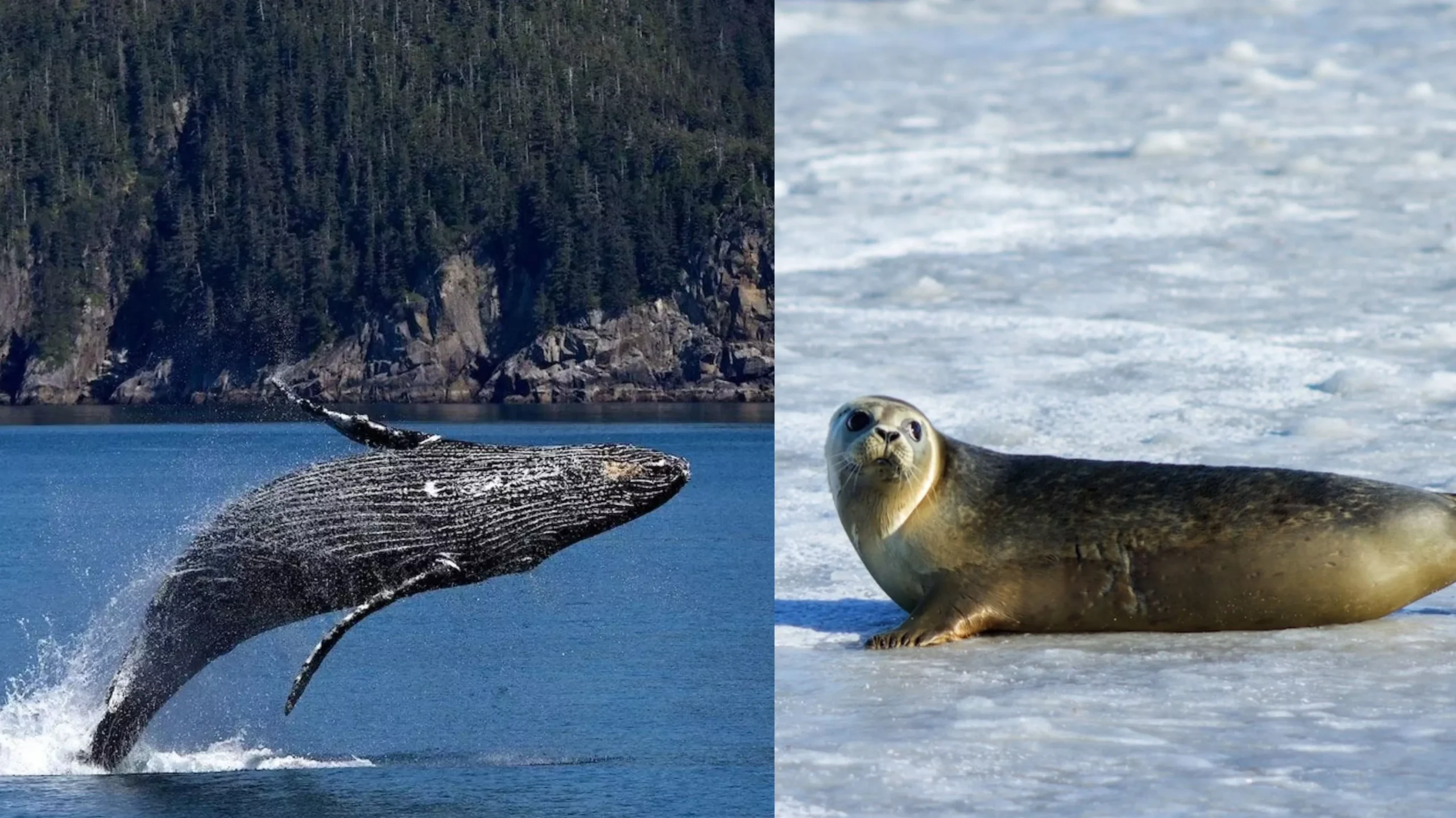 do whales eat seals