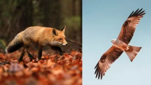 hawk vs fox