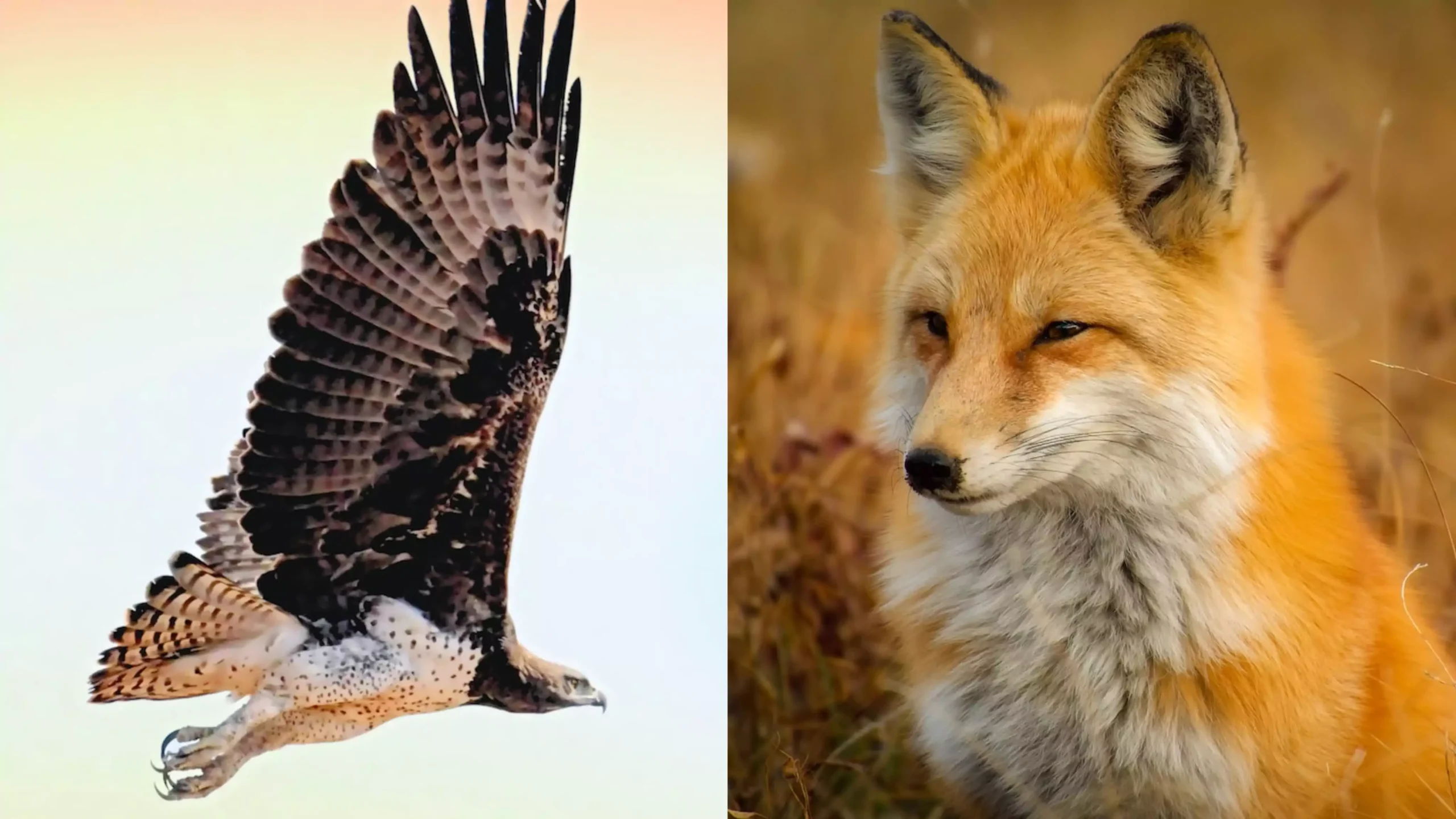 Do Hawks Eat Foxes