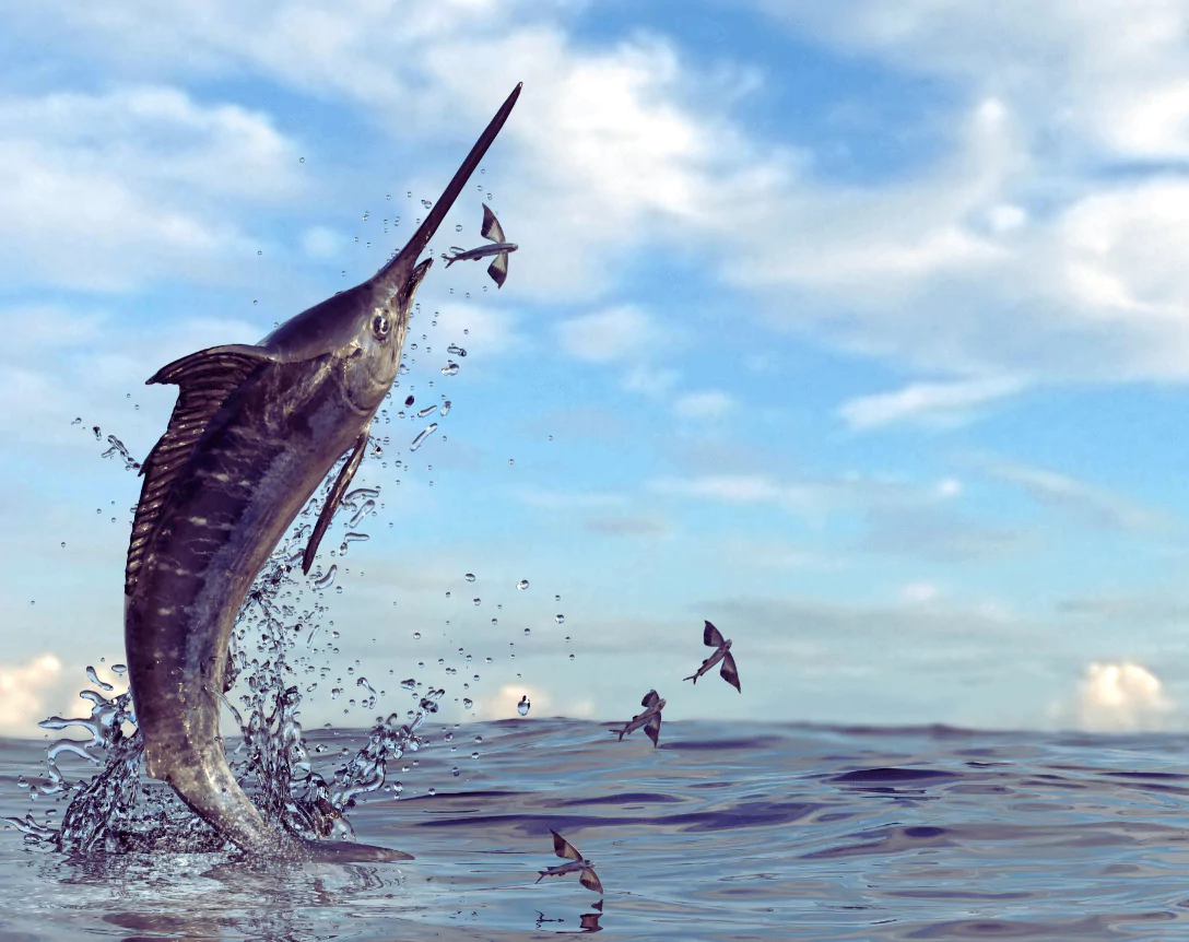 Are Swordfish Dangerous