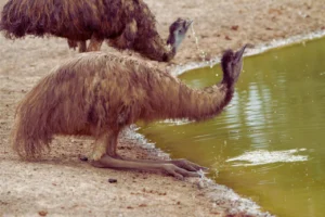 emus drinking water