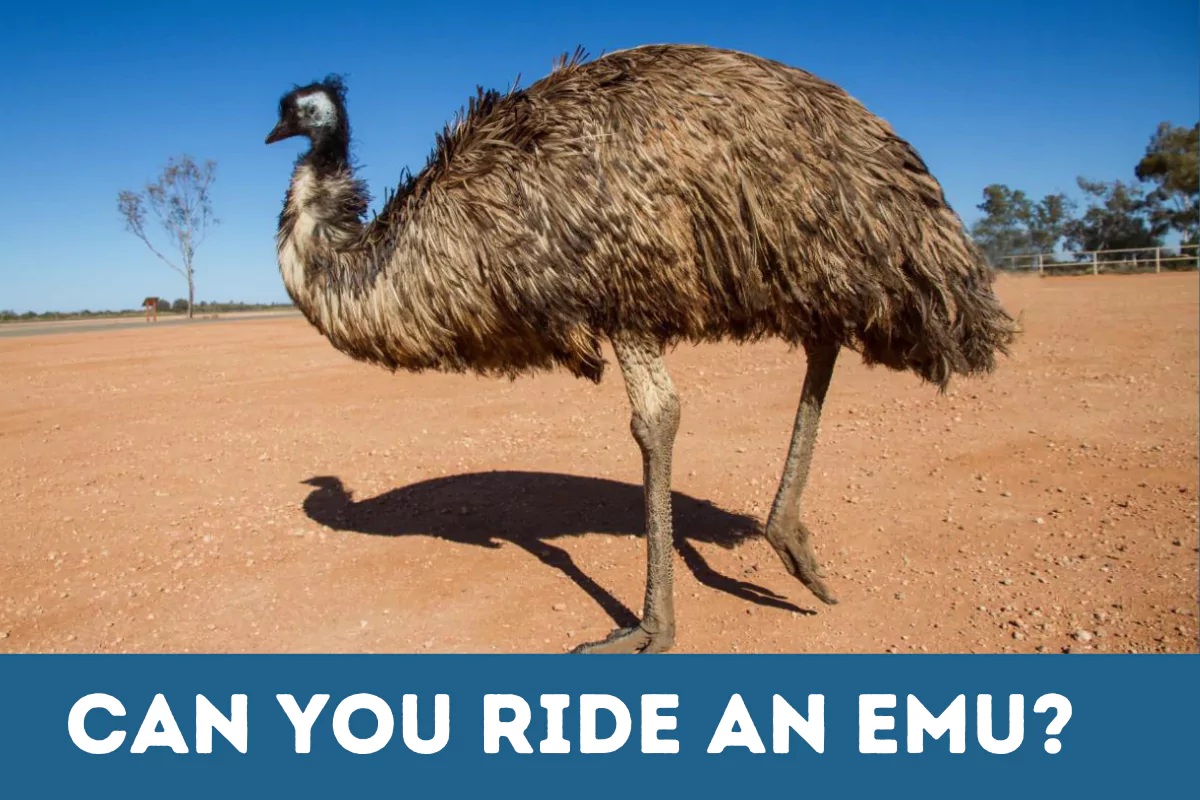 can you ride an emu