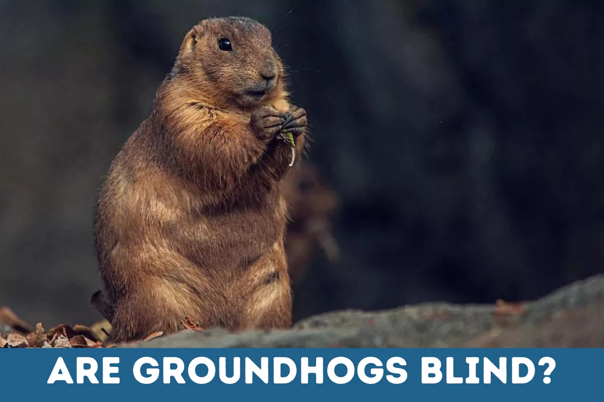 are groundhogs blind
