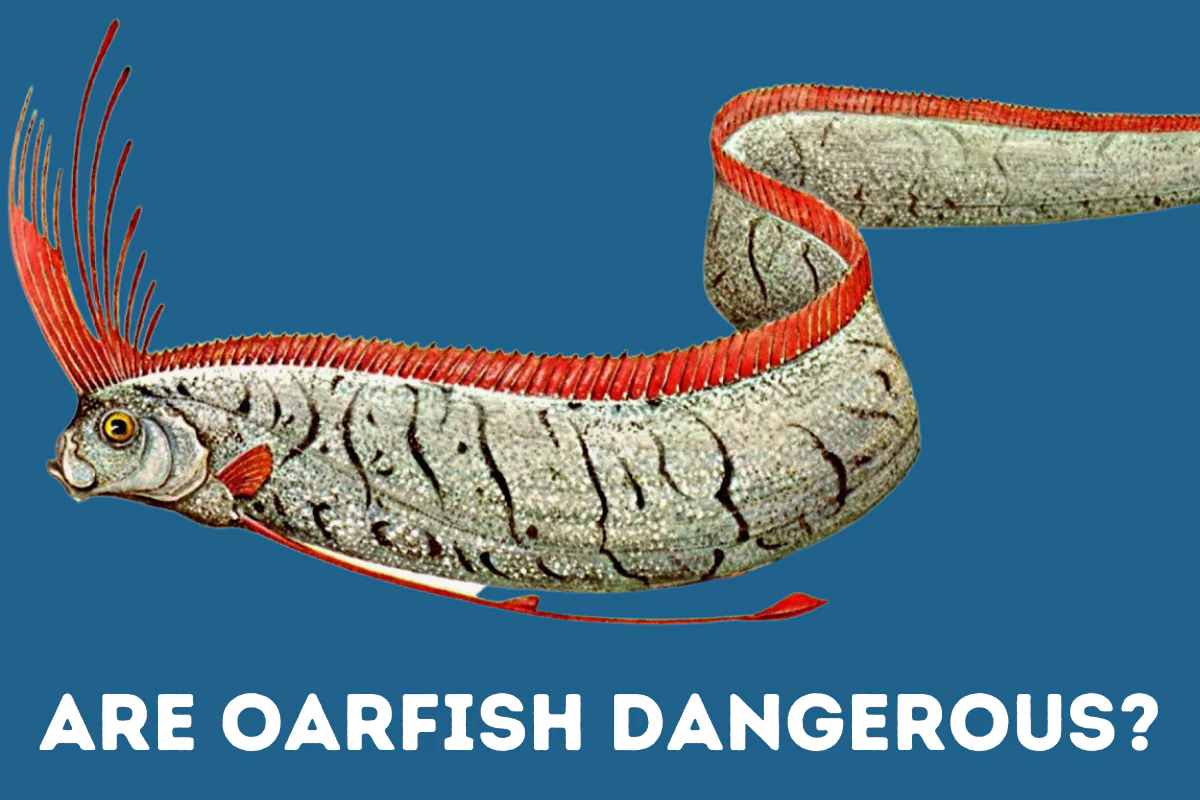 are oarfish dangerous
