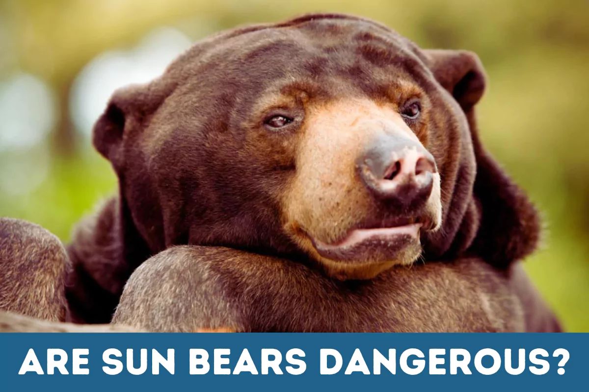 are sun bears dangerous