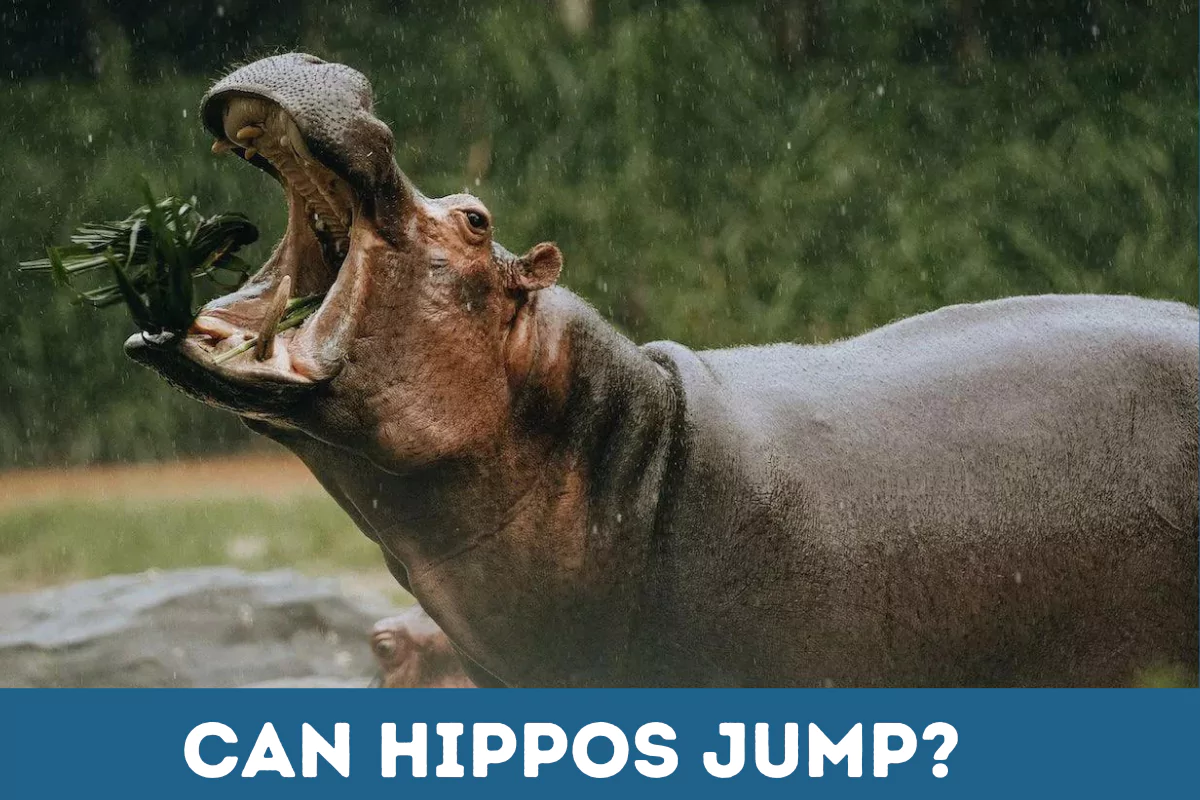 can hippos jump