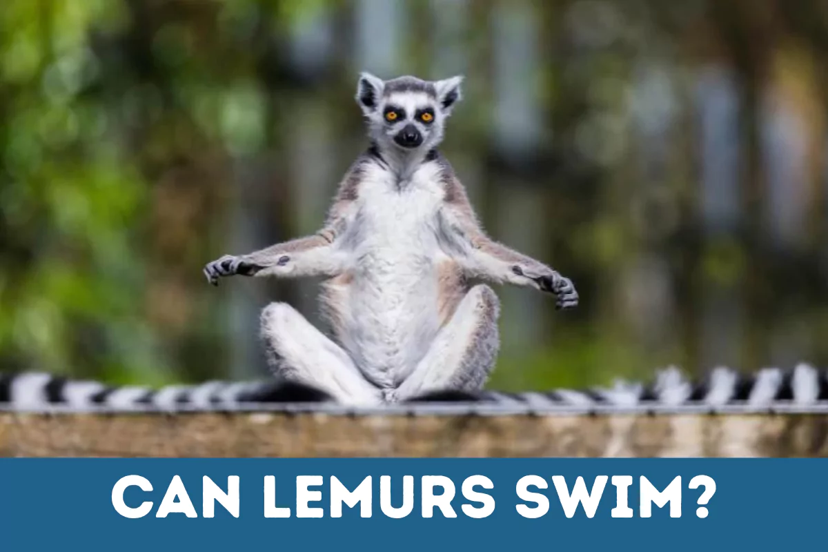 can lemurs swim