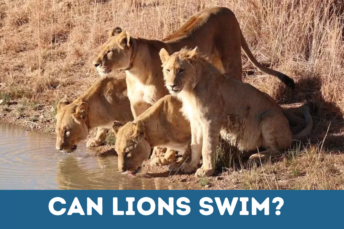 can lions swim