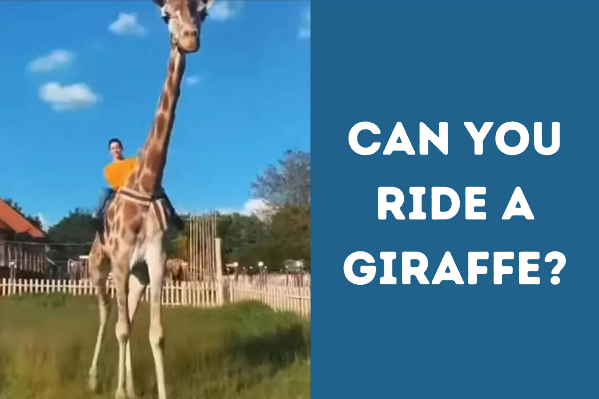 can you ride a giraffe
