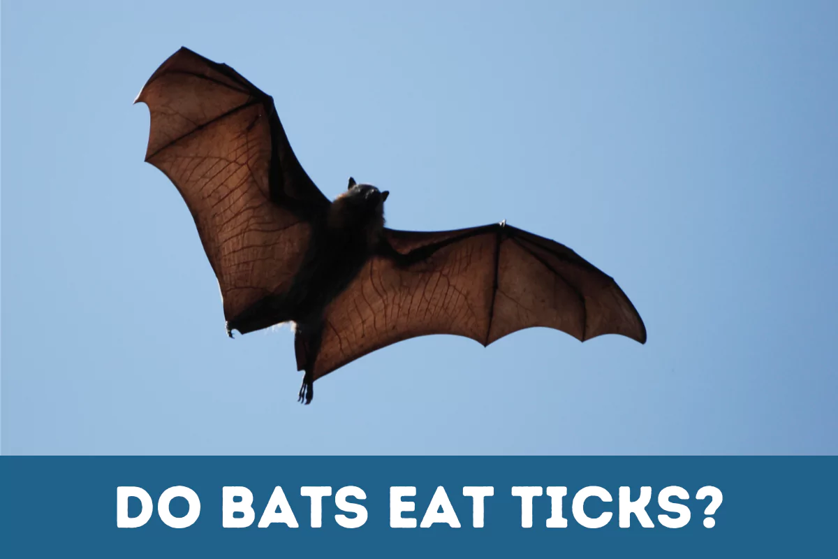 do bats eat ticks