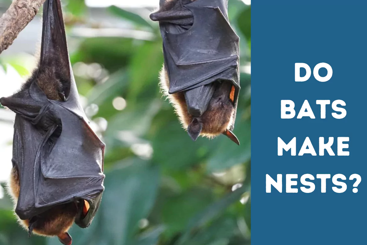 do bats make nests
