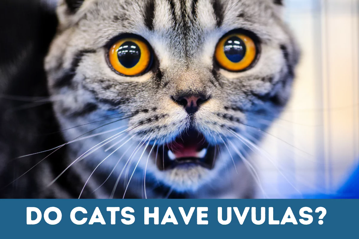 do cats have uvulas