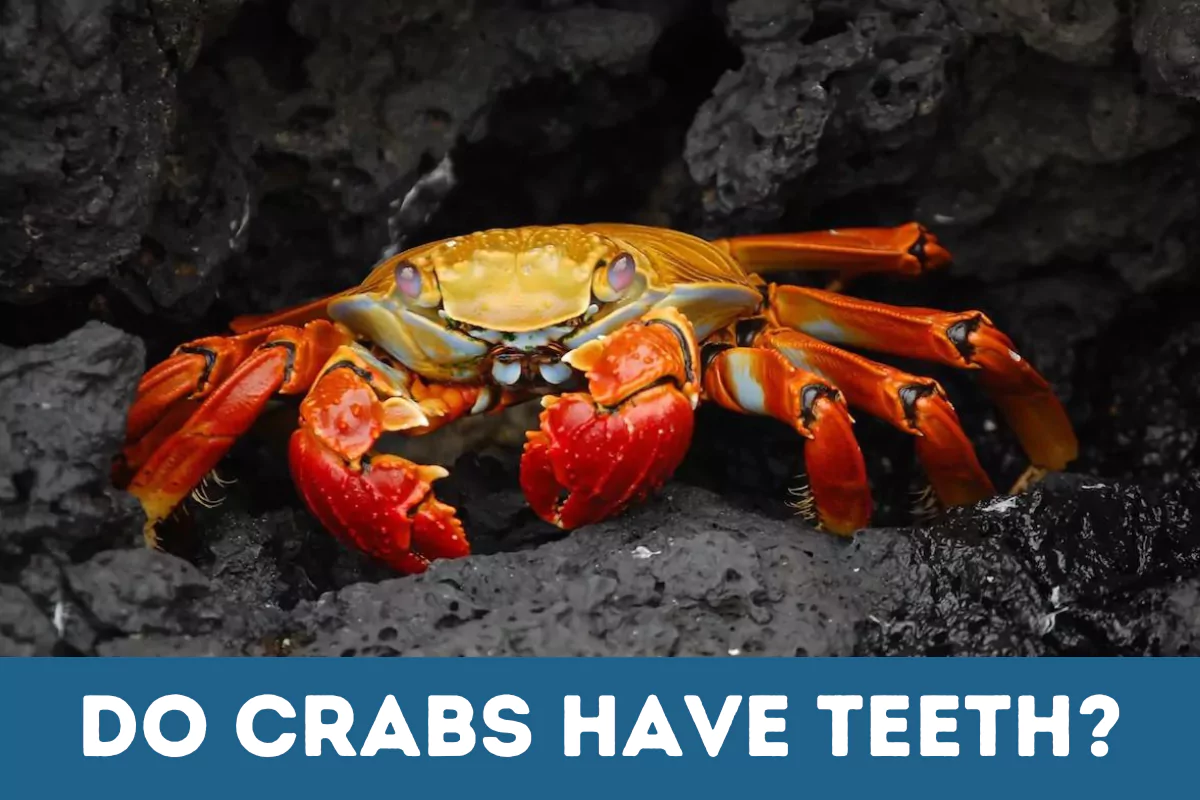 Do Crabs Have Teeth