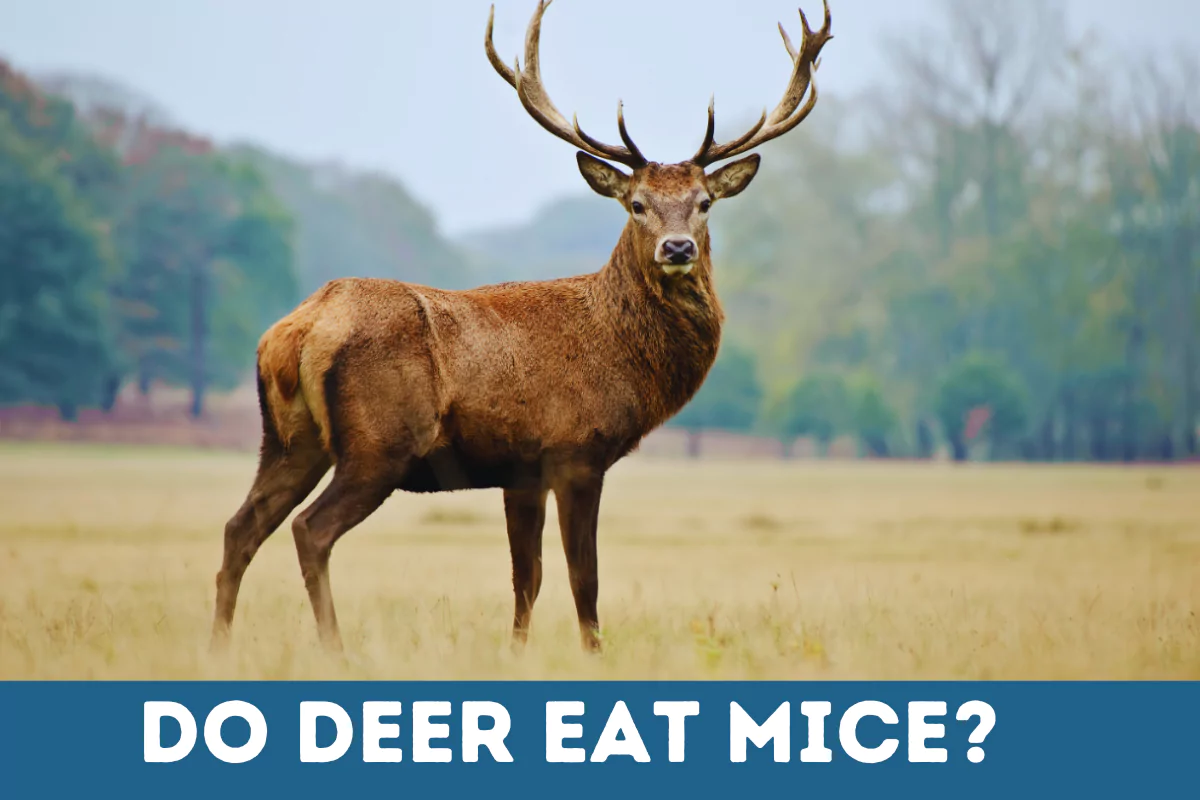 Do Deer Eat Mice