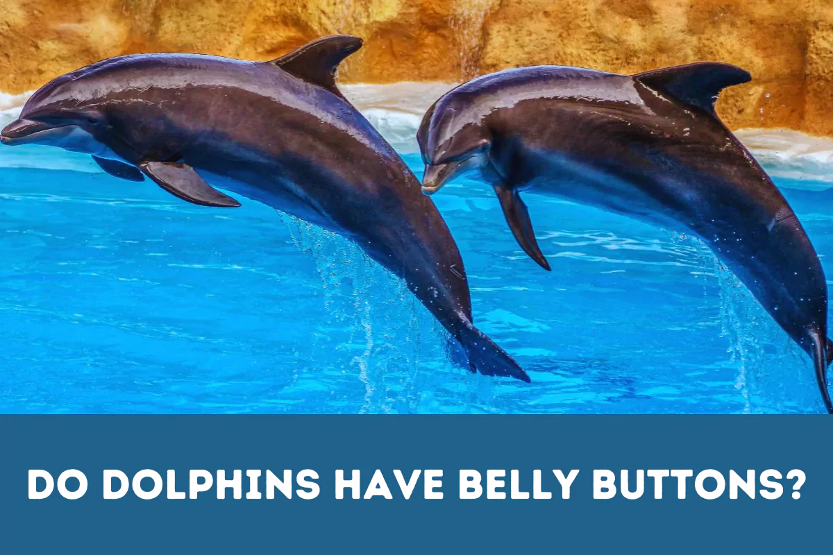 Do Dolphins Have Belly Buttons