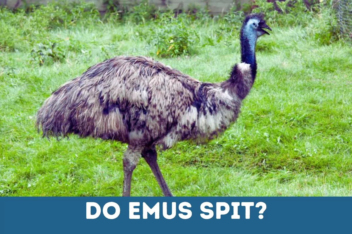 Do Emus Spit