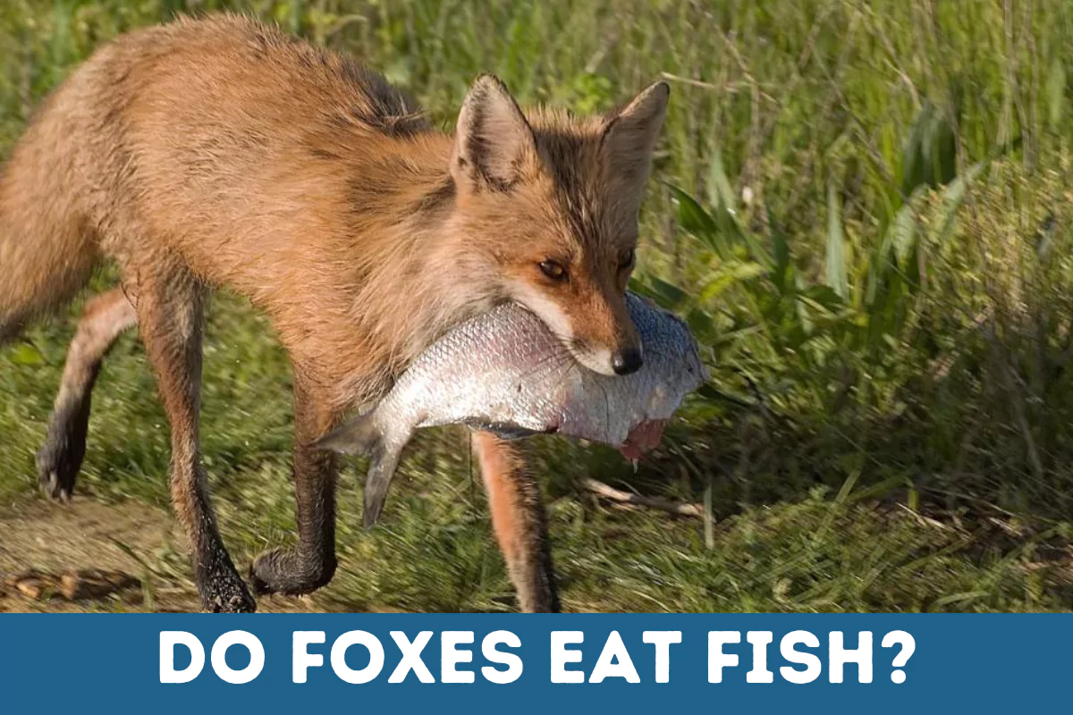 do foxes eat fish