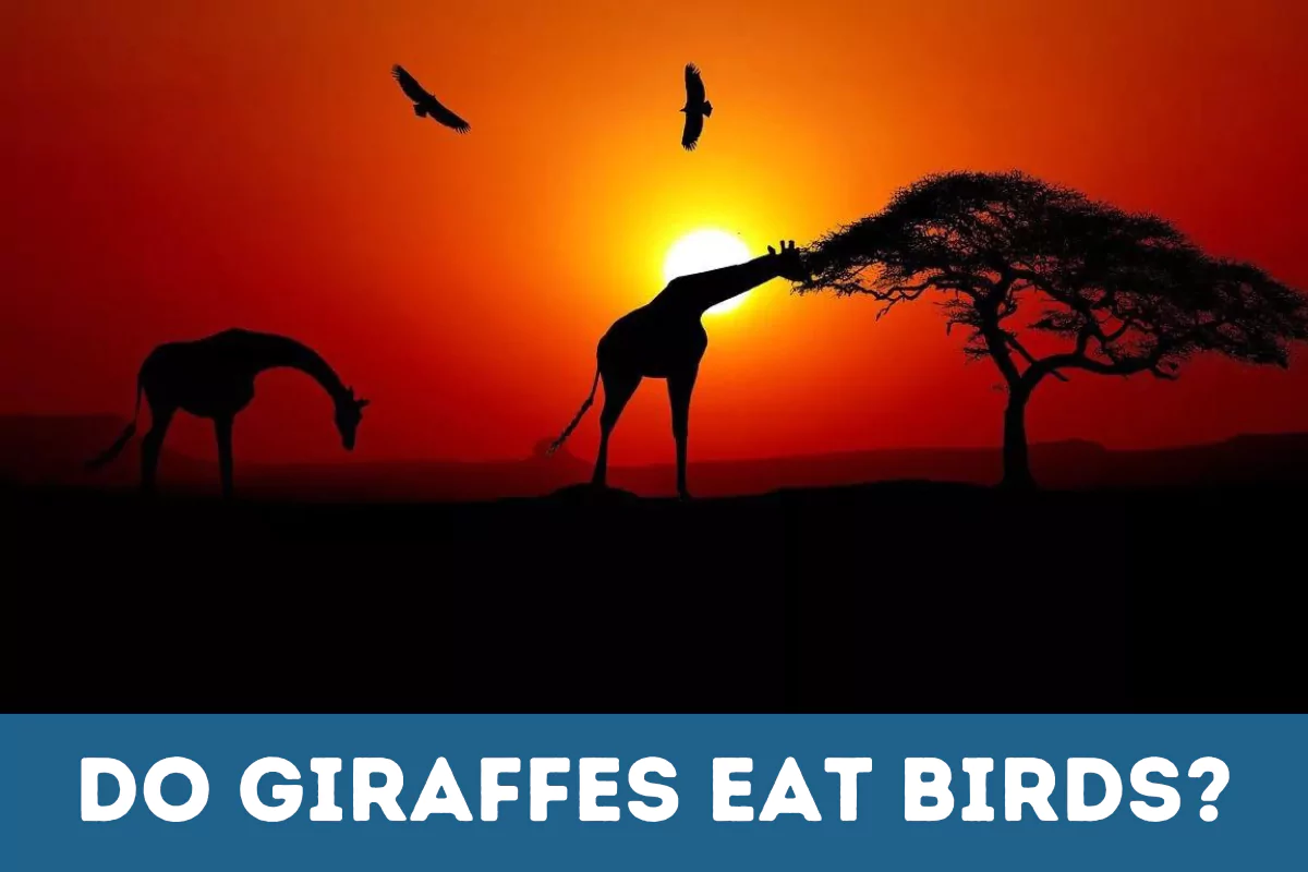 do giraffes eat birds