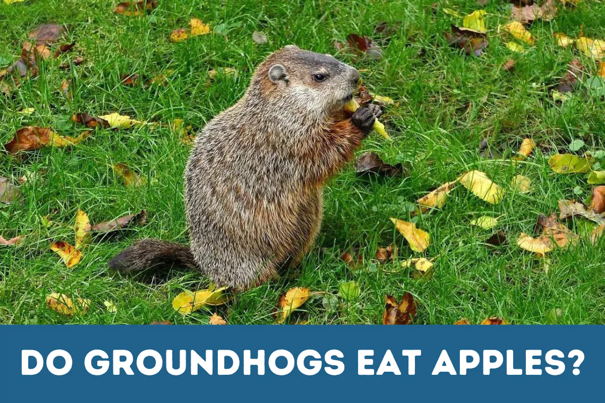 do groundhogs eat apples