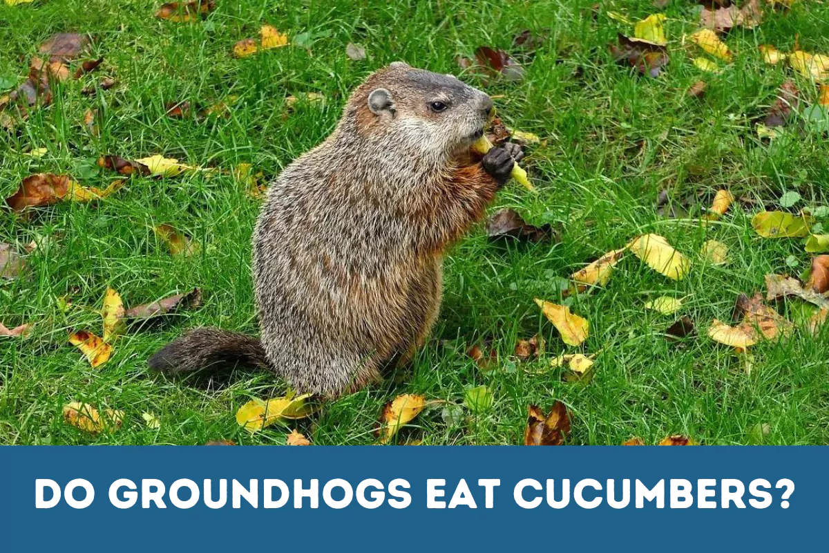 do groundhogs eat cucumbers