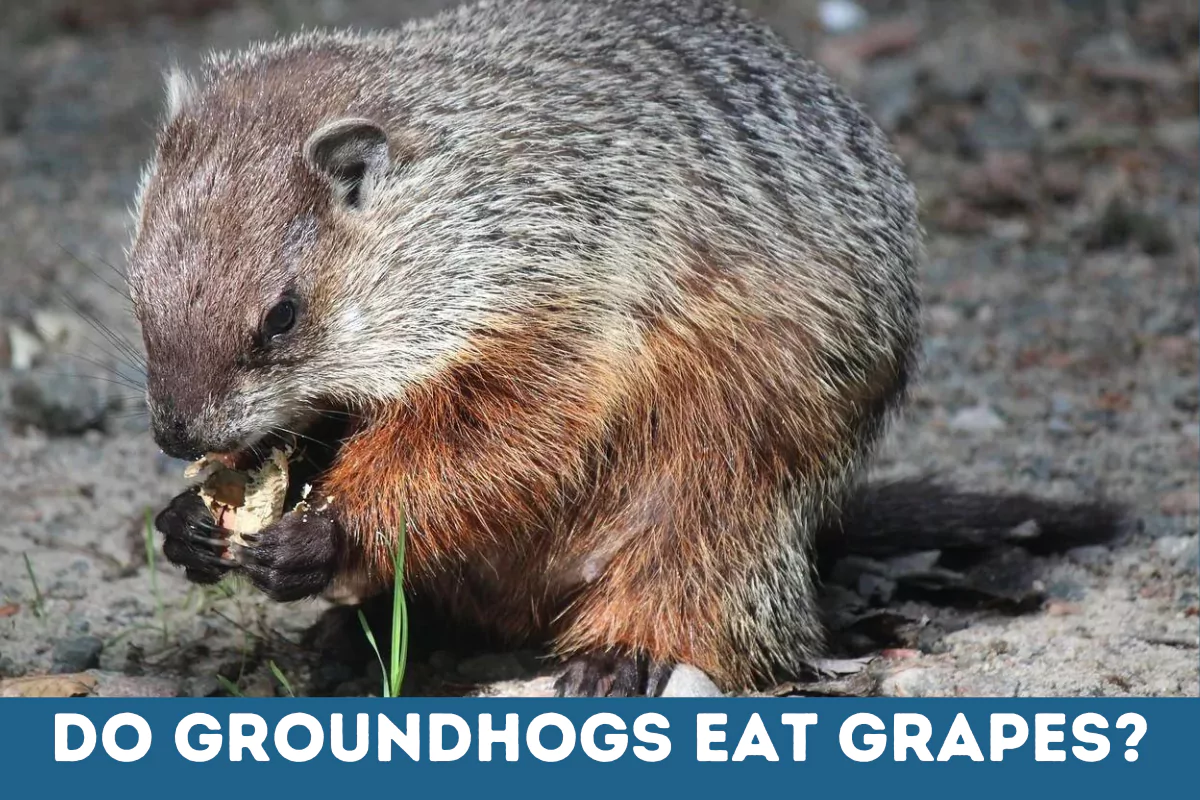 do groundhogs eat grapes