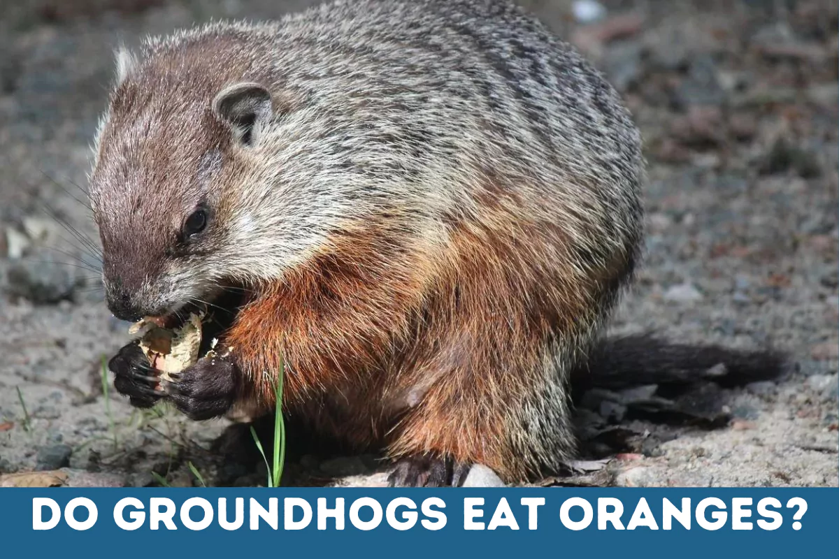 do groundhogs eat oranges