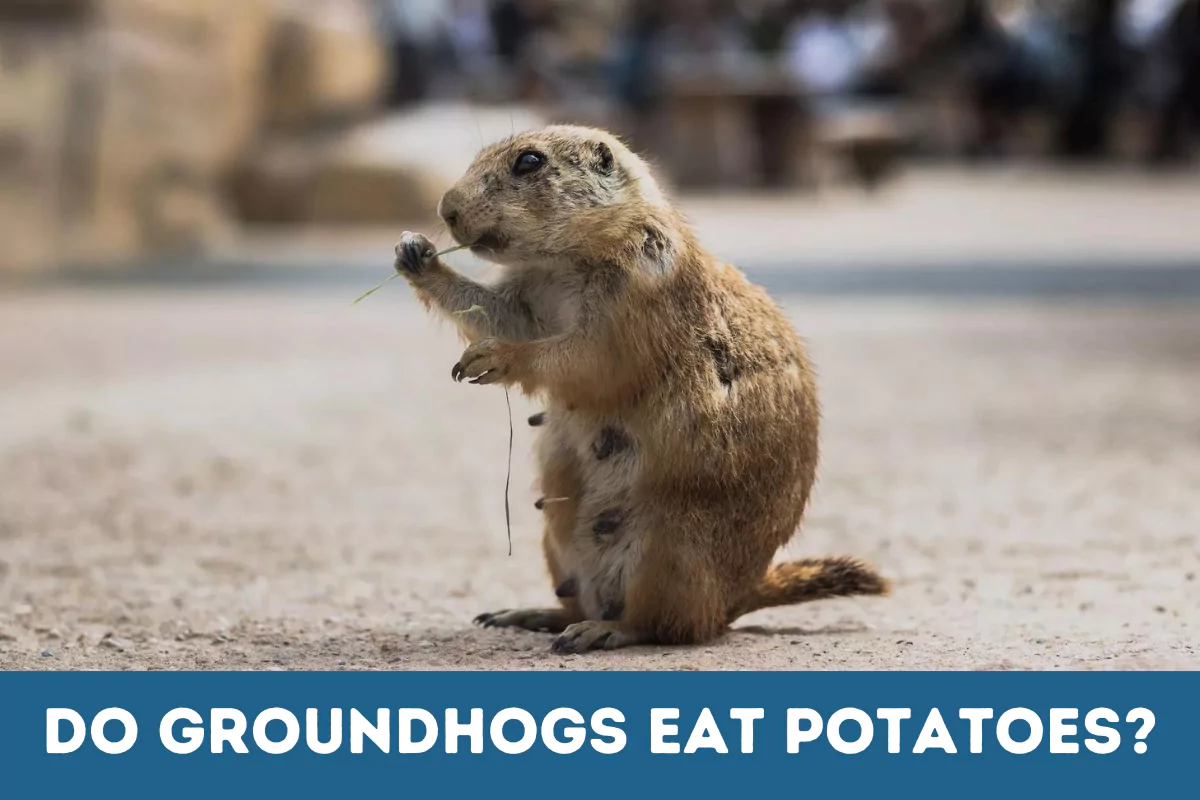 do groundhogs eat potatoes