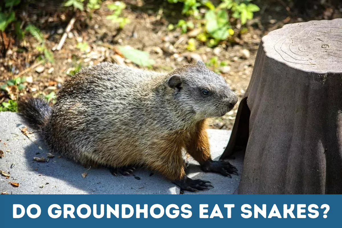 do groundhogs eat snakes