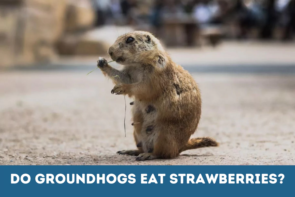 do groundhogs eat strawberries