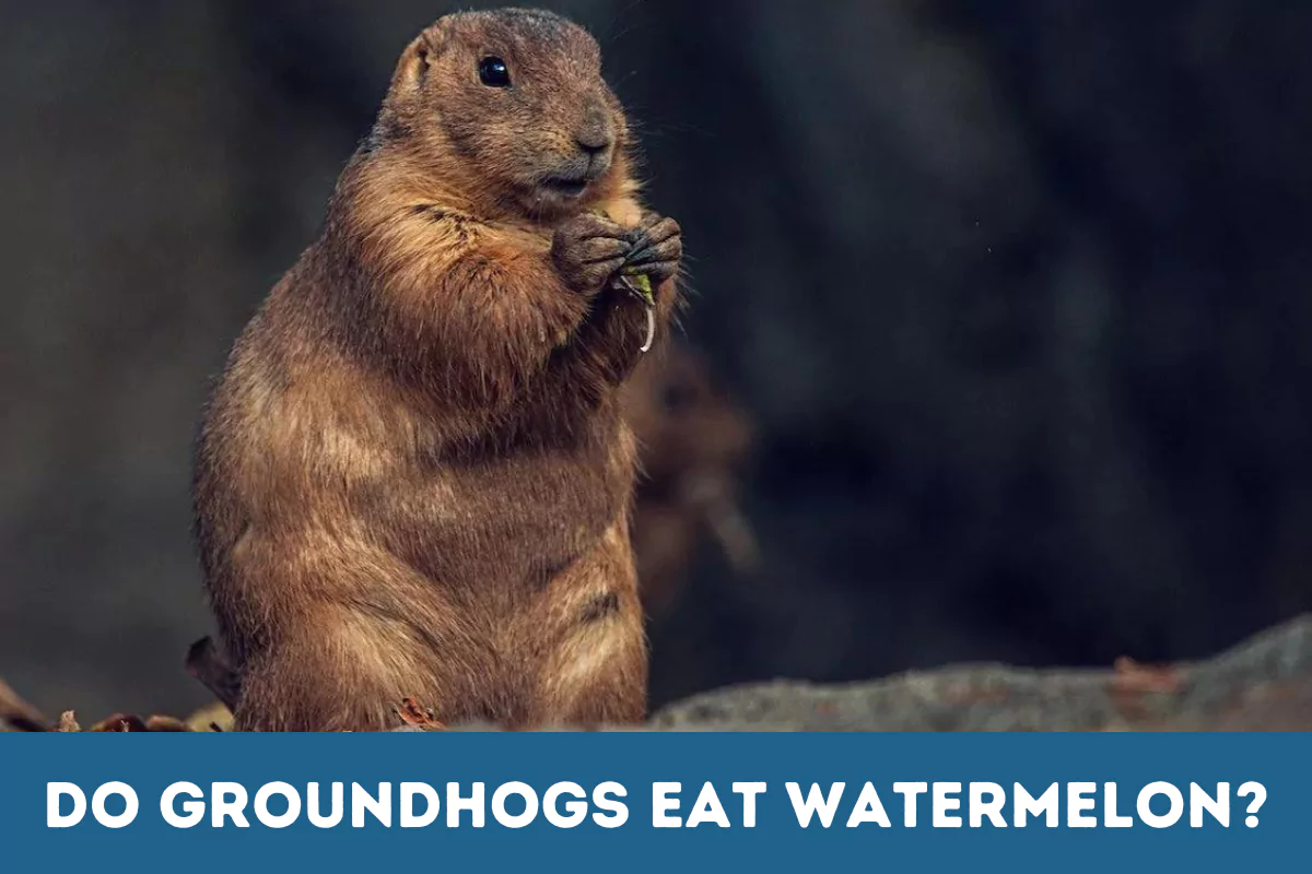 do groundhogs eat watermelon