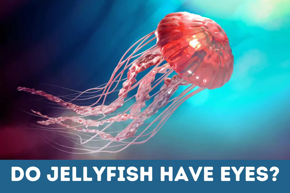 do jellyfish have eyes