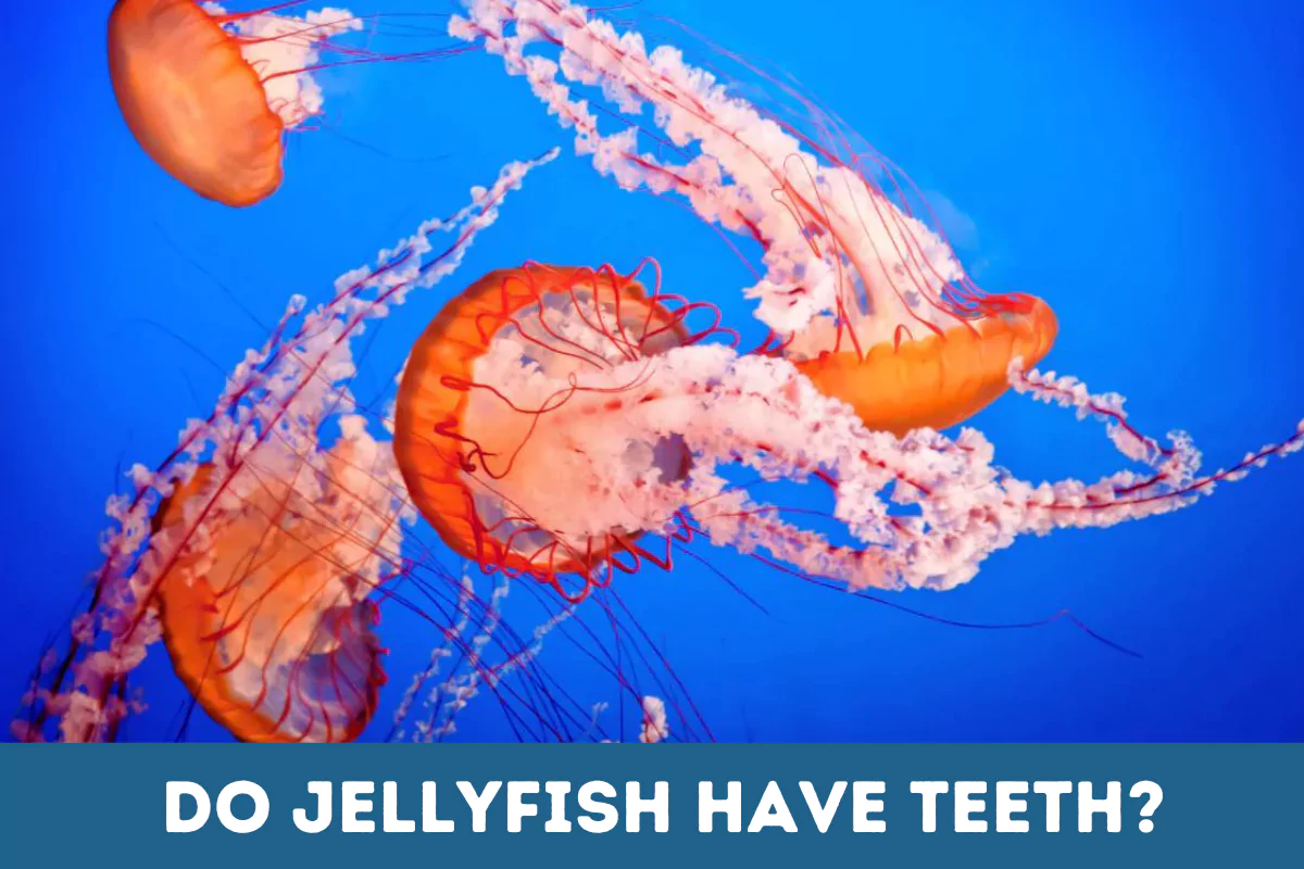 do jellyfish have teeth