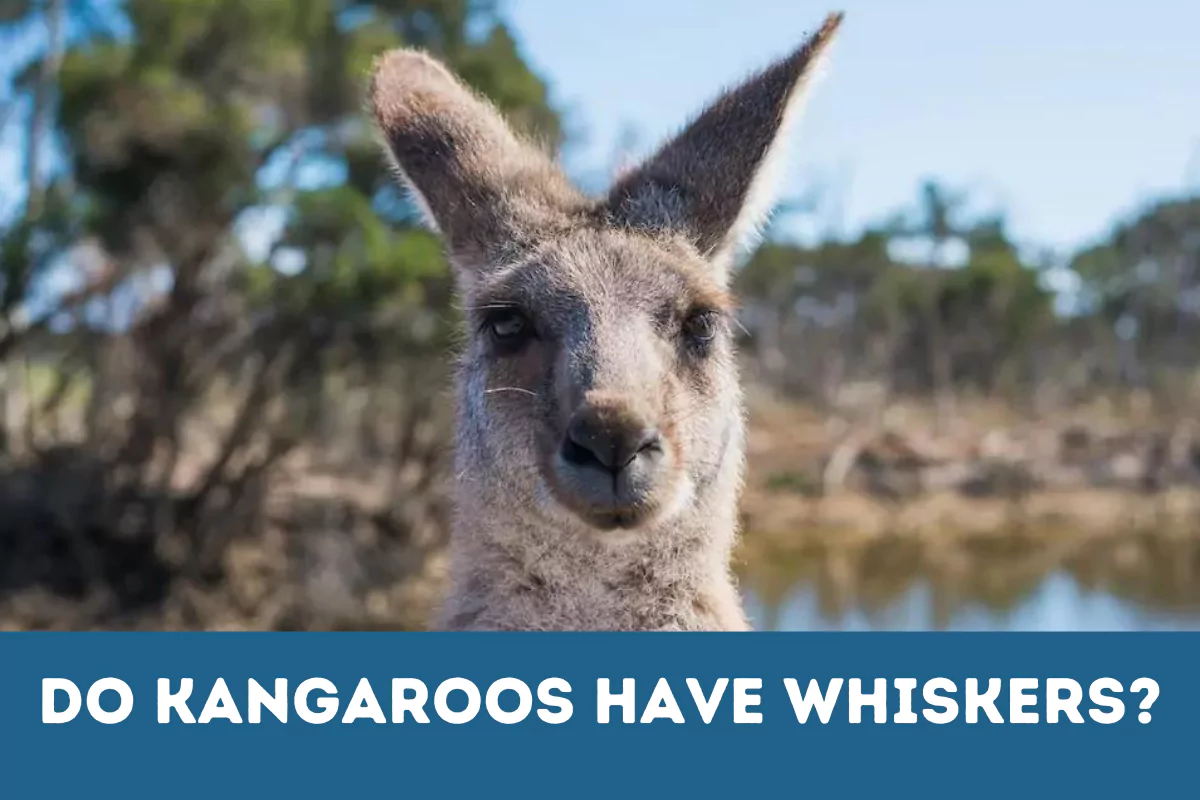 Do Kangaroos Have Whiskers