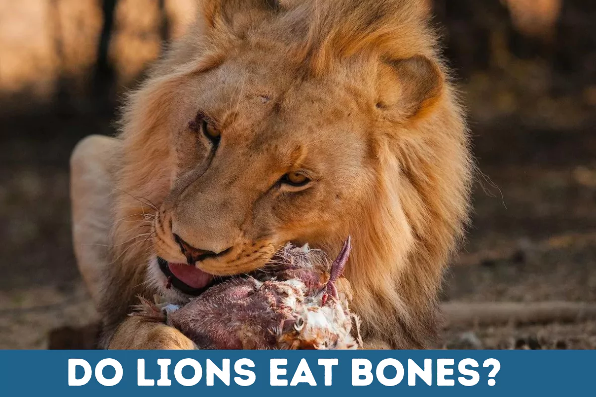 do lions eat bones