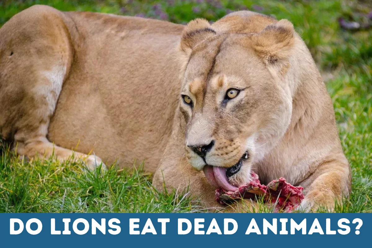 do lions eat dead animals