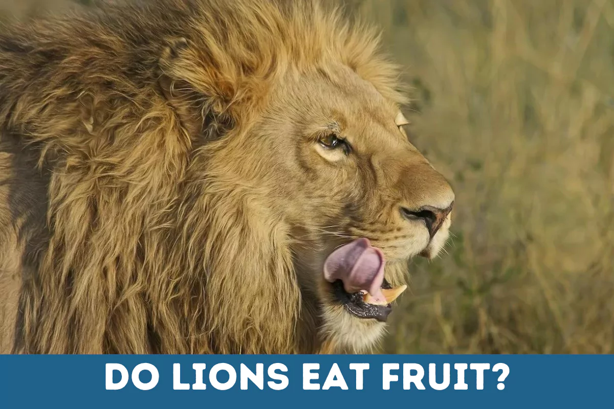 do lions eat fruit