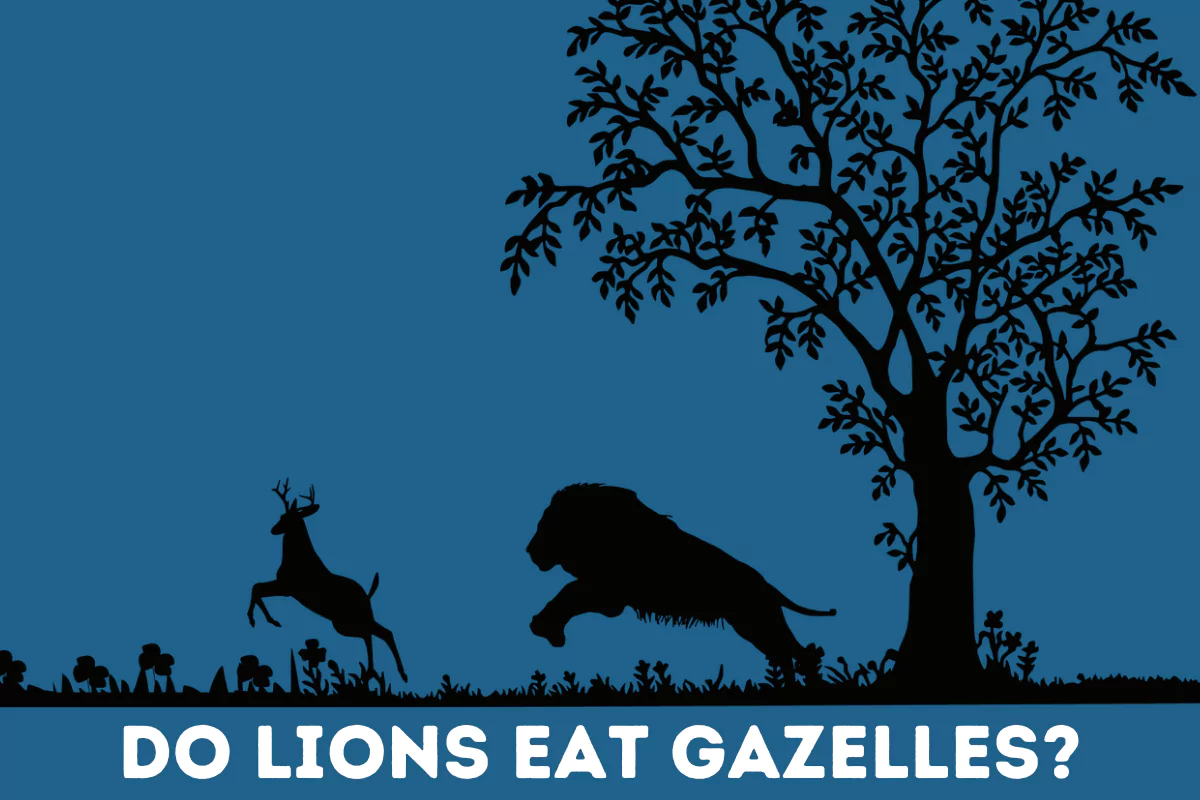 do lions eat gazelles