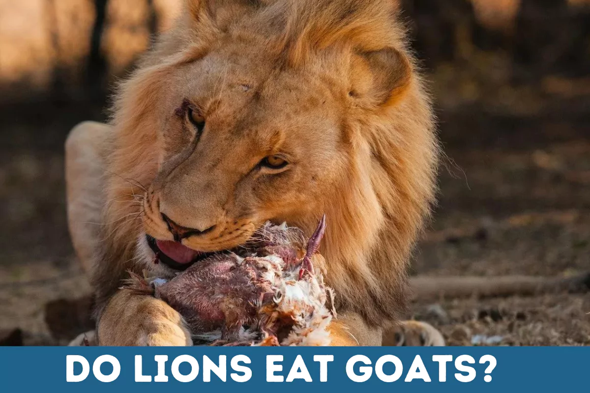 do lions eat goats