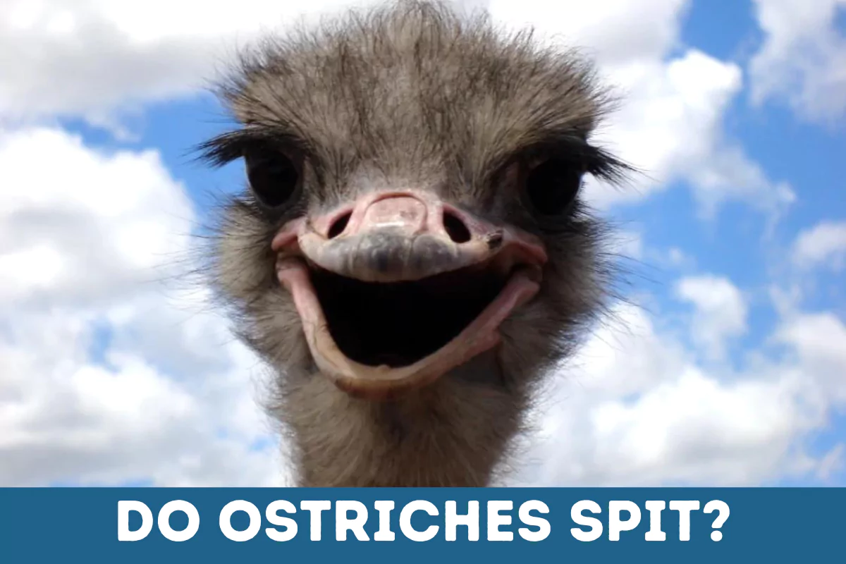 Do Ostriches Spit?