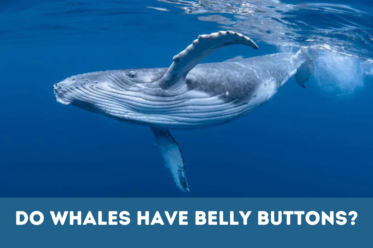 Do Whales Have Belly Buttons