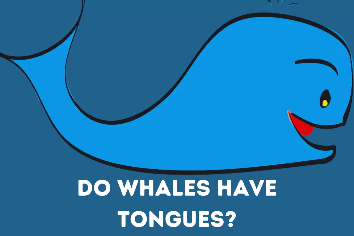 Do Whales Have Tongues