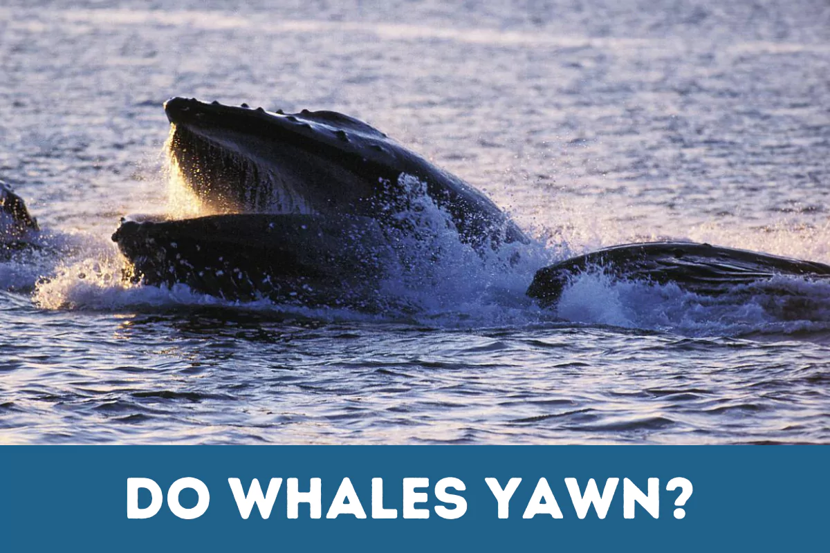 Do Whales Yawn
