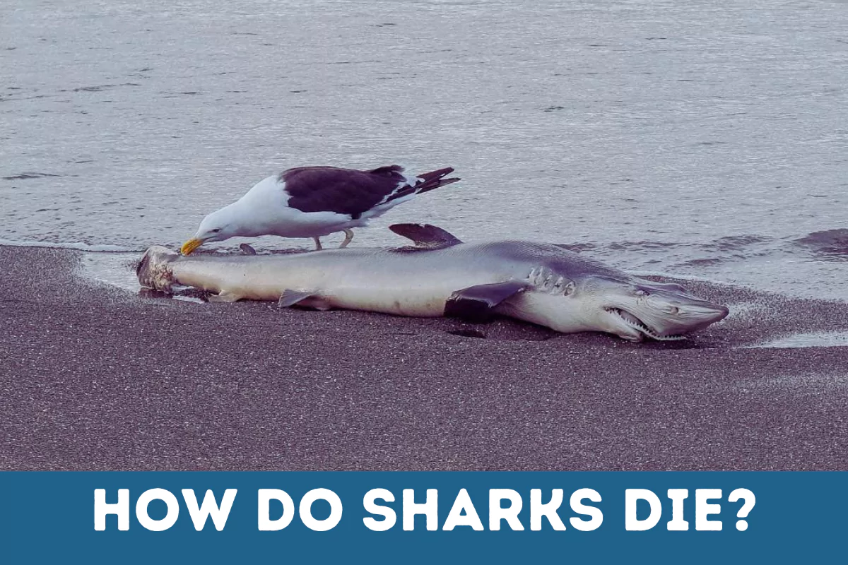 how do sharks die